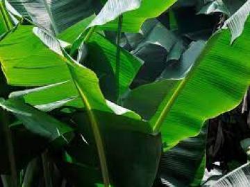 केळीच्या पानालाच त्यांनी बनविले उपजीविकेचे साधन - Marathi News | They made the banana leaf a means of livelihood | Latest News at Lokmat.com