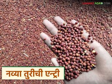 Tur Market : रिसोड बाजारात नव्या तुरीची एन्ट्री; मुहूर्तालाच 'इतक्या' हजारांचा भाव वाचा सविस्तर - Marathi News | latest news Tur Market: New Turi enters Risod market; Priced at 'so many' thousands at the right time Read in detail | Latest News at Lokmat.com