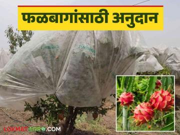 Fal Pik Anudan : एकात्मिक फलोत्पादन अभियानातून फळपिकांसाठी घ्या इतक्या घटकांसाठी लाभ - Marathi News | Fal Pik Anudan : Benefits for so many components for fruit crops through national horticulture Mission | Latest News at Lokmat.com