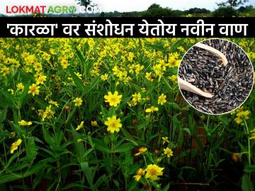कोकण कृषी विद्यापीठाने शोधली कारळा तेलबिया पिकाची नवी जात - Marathi News | Konkan Agricultural University has discovered a new variety of niger oilseed crop | Latest News at Lokmat.com
