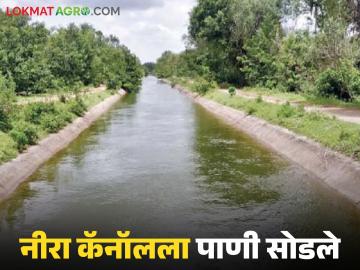 नीरा खोऱ्यातील चारही धरणांत मुबलक पाणीसाठा; नीरा उजव्या कालव्यातून शेतीसाठी पाणी सुरु - Marathi News | Abundant water storage in all four dams in the Nira valley this year; Water for agriculture has started from the Nira right canal | Latest News at Lokmat.com