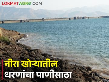 नीरा खोऱ्यातील धरणांत किती टक्के पाणीसाठा; विहिरींची पाणी पातळी खालावली - Marathi News | What is the percentage of water storage in the dams in Neera valley; The water level of wells decreased | Latest News at Lokmat.com