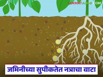 तुमच्या जमिनीतील नत्राचे प्रमाण वाढविण्यासाठी करा 'ह्या' सोप्या उपाययोजना; वाचा सविस्तर - Marathi News | Follow these simple steps to increase the nitrogen content in your soil; Read in detail | Latest News at Lokmat.com