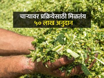 पशुखाद्य व वैरण मुरघासबेल, वैरणीच्या विटा आणि टीएमआर निर्मितीसाठी ५० लाख अनुदान, कसा कराल अर्ज? - Marathi News | 50 lakh subsidy for production of cattle feed and Vairan silage Murghasbel, Vairani bricks and TMR, how to apply? | Latest News at Lokmat.com
