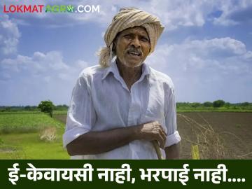 Agriculture News : 12 हजार शेतकरी ई-केवायसीविना, 162 कोटी रुपये तिजोरीत पडून.... - Marathi News | Latest News Agriculture News 12 farmers in Jalgaon district do not have E KYC see details | Latest News at Lokmat.com