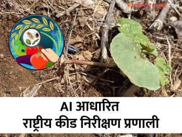 Agriculture News : पिकाचा फोटो काढायचा, अपलोड करायचा, कीड व्यवस्थापन सल्ला देणारे मोबाईल अँप  - Marathi News | Latest News Crop photo uploading mobile app for pest management advice see details | Latest News at Lokmat.com