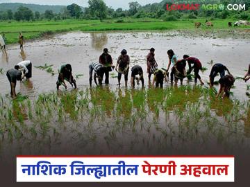 नाशिक जिल्ह्यात सततच्या पावसामुळे पेरण्यांना विलंब, भातासह इतर पेरणी किती झाली?  - Marathi News | Latest News Paddy cultivation Sowing delayed due to continuous rains in Nashik district | Latest News at Lokmat.com
