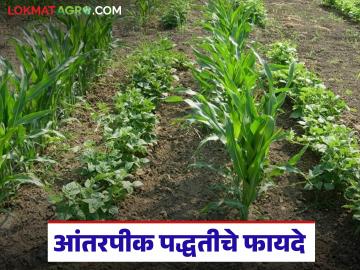 एकाचवेळी अनेक पिकं घ्या, चांगला नफा मिळवा, आंतरपीक पद्धतीकडे वाढता कल एकाचवेळी अनेक पिकं घ्या, चांगला नफा मिळवा, आंतरपीक पद्धतीकडे वाढता कल