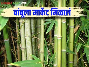 Bamboo Market : शेतकऱ्यांनी उत्पादित केलेला बांबू 'एनटीपीसी' घेणार - Marathi News | Bamboo Market: 'NTPC' will buy bamboo produced by farmers | Latest News at Lokmat.com