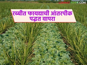 Agriculture News : रब्बी हंगामात अधिक फायदा देणारी आंतरपीक पद्धत, जाणून घ्या सविस्तर  - Marathi News | Latest News Intercropping method that gives more benefits during Rabi season, know in detail | Latest News at Lokmat.com