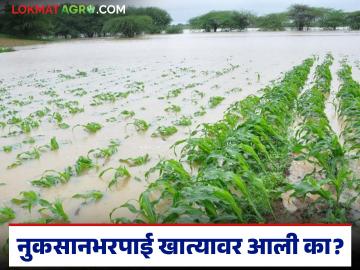 अहवालाप्रमाणे नुकसानभरपाईची संपूर्ण रक्कम मंजूर; शेतकऱ्यांच्या बँक खात्यावर पैसे जमा होण्यास सुरूवात - Marathi News | As per the report, the full amount of compensation has been approved; money is being deposited in the farmers' bank accounts | Latest News at Lokmat.com अहवालाप्रमाणे नुकसानभरपाईची संपूर्ण रक्कम मंजूर; शेतकऱ्यांच्या बँक खात्यावर पैसे जमा होण्यास सुरूवात - Marathi News | As per the report, the full amount of compensation has been approved; money is being deposited in the farmers' bank accounts | Latest News at Lokmat.com