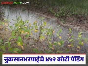 कुठे फार्मर आयडी तर कुठे केवायसीची अडचण; ८४ हजार शेतकऱ्यांची ४५२ कोटी रक्कम पेंडिंग - Marathi News | Somewhere there is a problem with Farmer ID and some where with KYC; 452 crores of money of 84 thousand farmers pending | Latest News at Lokmat.com कुठे फार्मर आयडी तर कुठे केवायसीची अडचण; ८४ हजार शेतकऱ्यांची ४५२ कोटी रक्कम पेंडिंग - Marathi News | Somewhere there is a problem with Farmer ID and some where with KYC; 452 crores of money of 84 thousand farmers pending | Latest News at Lokmat.com