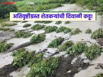 Nuksan Bharpayee : दिवाळीपूर्वी मदतीचे आश्वासन 'कागदावर'; ई-केवायसी अडथळ्यामुळे वितरणात संथगती - Marathi News | latest news Nuksan Bharpayee: Promise of help before Diwali 'on paper'; Slow distribution due to e-KYC hurdle | Latest News at Lokmat.com