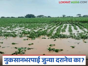 Crop Damage Compensation : मराठवाड्यातील शेतकऱ्यांना धक्का; जुन्या दरानेच नुकसानभरपाई वाचा सविस्तर - Marathi News | latest news Crop Damage Compensation : Shock to farmers in Marathwada; Compensation at old rate read in details | Latest News at Lokmat.com