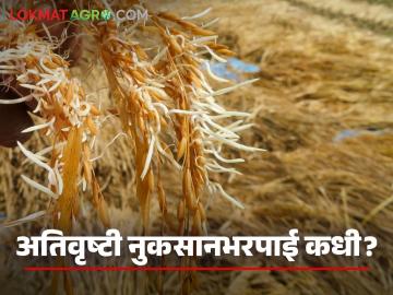कोट्यवधींच्या निधीनंतरही या जिल्ह्यात ५३ हजार शेतकरी नुकसानभरपाईपासून वंचित; कधी मिळणार मदत? - Marathi News | Despite crores of funds, 53 thousand farmers in this district are deprived of compensation; When will they get help? | Latest News at Lokmat.com कोट्यवधींच्या निधीनंतरही या जिल्ह्यात ५३ हजार शेतकरी नुकसानभरपाईपासून वंचित; कधी मिळणार मदत? - Marathi News | Despite crores of funds, 53 thousand farmers in this district are deprived of compensation; When will they get help? | Latest News at Lokmat.com