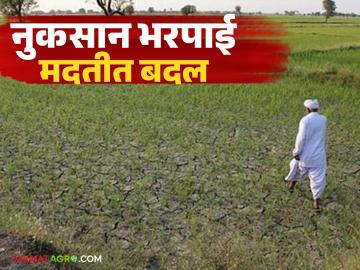Nuksan Bharpai : खरीप 2025 पासून पीक नुकसान भरपाईच्या मदत रकमेत बदल, वाचा सविस्तर  - Marathi News | Latest News Nuksan Bharpai Change in crop damage compensation amount from Kharif 2025, read in detail | Latest News at Lokmat.com