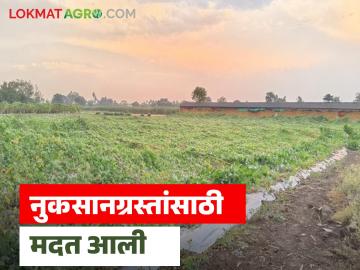 अवकाळीग्रस्त शेतकऱ्यांसाठी 128 कोटींची नुकसान भरपाई आली, मंत्रिमंडळ बैठकीत निर्णय, कधीपासून वाटप 