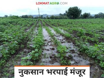 Nuksan Bharpai : उर्वरित शेतकऱ्यांची नुकसान भरपाई मंजूर, कोणत्या जिल्ह्याला किती अनुदान?  - Marathi News | Latest News Nuksan Bharpai crop damage Rs 733 crore fund approved for compensation of remaining farmers | Latest News at Lokmat.com