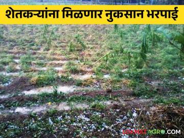 Compensation of Agricultural Crops : शेतीपिकांच्या नुकसान भरपाईस राज्य शासनाने दिली मंजुरी; लवकरच डीबीटीद्वारे बँक खात्यात किती जमा होणार पैसे? वाचा सविस्तर - Marathi News | Compensation of Agricultural Crops : The state government approved the compensation of agricultural crops; Read in detail how much money will be deposited in the bank account through DBT soon | Latest News at Lokmat.com