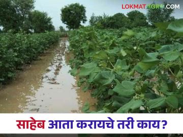बुलढाणा जिल्ह्यात १३ मंडळांमध्ये अतिवृष्टी, शेतकरी हतबल; प्रशासनाच्या मदतीकडे डोळे - Marathi News | Heavy rains in 13 mandals of Buldhana district, farmers desperate; Eyes on the help of the administration | Latest News at Lokmat.com