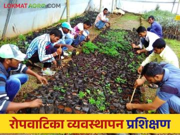 Nursery Management : रोपवाटिका व्यवस्थापन प्रशिक्षण करायचंय? 'या' कृषी सेवा केंद्रात संपर्क साधा...  - Marathi News | Latest News nursery management 05 days training on nursery management in krushi vidnyan kendra hingoli | Latest News at Lokmat.com