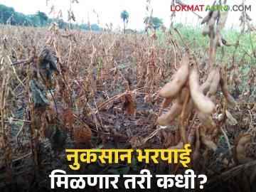 Agriculture News : नुकसानग्रस्त शेतकऱ्यांना मदत मिळणार तरी कधी? खात्यात मात्र रुपयाही आला नाही ! - Marathi News | Agriculture News : When will the loss-affected farmers get help? But the account did not even get a rupee! | Latest News at Lokmat.com