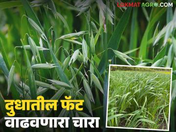 दुभत्या जनावरांना 'हा' चारा दिल्यास दूध उत्पादनात व फॅटमध्ये होतेय वाढ; कशी कराल लागवड? - Marathi News | Feeding 'this' fodder to dairy animals increases milk production and fat; How will you cultivate it? | Latest News at Lokmat.com दुभत्या जनावरांना 'हा' चारा दिल्यास दूध उत्पादनात व फॅटमध्ये होतेय वाढ; कशी कराल लागवड? - Marathi News | Feeding 'this' fodder to dairy animals increases milk production and fat; How will you cultivate it? | Latest News at Lokmat.com