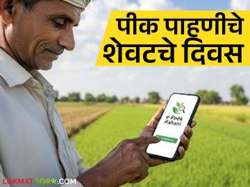 ई-पीक पाहणी मुदत हुकली, शेवटचे दोन दिवस शिल्लक, 'ऑफलाइन' नोंद कशी कराल?