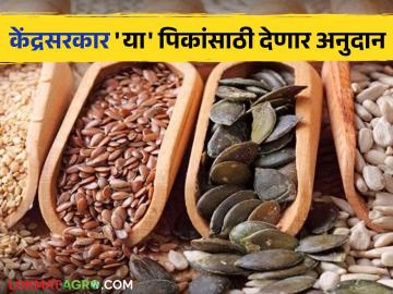 Oil Seeds : शेतकऱ्यांनो! तेलबियांसाठी अर्ज केला का; 'ही' आहे शेवटची तारिख वाचा सविस्तर - Marathi News | Oil Seeds : Farmers! Whether applied for oilseeds; 'This' is the last date read in detail | Latest News at Lokmat.com