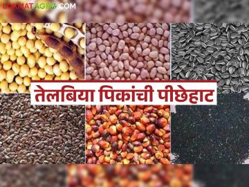 Oil Seeds Crops : तेलबिया पिकांना 'ब्रेक'; भाजीपाला पुढे सरसावतोय वाचा सविस्तर - Marathi News | latest news Oil Seeds Crops: 'Break' for oilseed crops; Vegetables are moving ahead Read in detail | Latest News at Lokmat.com