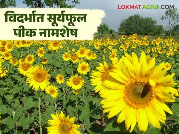Oilseed Crisis : राज्यात सूर्यफुलाची लागवड नामशेष; ३४ पैकी २० जिल्ह्यांत शून्य क्षेत्र वाचा सविस्तर - Marathi News | latest news Oilseed Crisis: Sunflower cultivation is extinct in the state; Zero area in 20 out of 34 districts Read in detail | Latest News at Lokmat.com