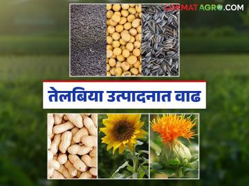 देशात तेलबियांच्या लागवडीखालील क्षेत्राबरोबर उत्पादनातही मोठी वाढ; यंदा किती झाले उत्पादन? - Marathi News | Along with the area under oilseed cultivation in the country, there has been a huge increase in production; how much was produced this year? | Latest News at Lokmat.com