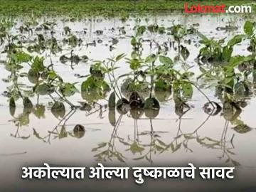 अकोला जिल्ह्यात ओल्या दुष्काळाचे सावट ; दुष्काळी सुविधा लागू होणार का? वाचा सविस्तर  - Marathi News | Wet drought in Akola district; Will the drought facility be applicable? Read in detail  | Latest News at Lokmat.com