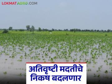 अतिवृष्टीचे निकष बदलून ओल्या दुष्काळाचे सर्व निकष लागू करणार; लवकरच मंत्रिमंडळाची मान्यता - Marathi News | The criteria for heavy rainfall will be changed to apply all the criteria for wet drought; Cabinet approval soon | Latest News at Lokmat.com अतिवृष्टीचे निकष बदलून ओल्या दुष्काळाचे सर्व निकष लागू करणार; लवकरच मंत्रिमंडळाची मान्यता - Marathi News | The criteria for heavy rainfall will be changed to apply all the criteria for wet drought; Cabinet approval soon | Latest News at Lokmat.com