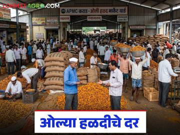 Turmeric Market : यंदा हळदीच्या निर्यातीवर परिणाम, कोरड्या आणि ओल्या हळदीला काय भाव मिळतोय? - Marathi News | latest News Impact on turmeric exports us war what price is being received for dry and wet turmeric | Latest News at Lokmat.com Turmeric Market : यंदा हळदीच्या निर्यातीवर परिणाम, कोरड्या आणि ओल्या हळदीला काय भाव मिळतोय? - Marathi News | latest News Impact on turmeric exports us war what price is being received for dry and wet turmeric | Latest News at Lokmat.com