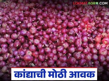 Kanda Bajarbhav : बाजार समितीमध्ये कांद्याची मोठी आवक; कसे मिळाले दर वाचा सविस्तर - Marathi News | latest news Kanda Bajarbhav: Large arrival of onions in the market committee; Read in detail how the prices were obtained | Latest News at Lokmat.com Kanda Bajarbhav : बाजार समितीमध्ये कांद्याची मोठी आवक; कसे मिळाले दर वाचा सविस्तर - Marathi News | latest news Kanda Bajarbhav: Large arrival of onions in the market committee; Read in detail how the prices were obtained | Latest News at Lokmat.com