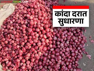 Kanda Market : पारनेर बाजार समितीत कांदा दरात सुधारणा; नंबर १ कांद्याला कसा मिळाला दर? - Marathi News | Kanda Market : Onion price revised in Parner Market Committee; How did onion get the number 1 price? | Latest News at Lokmat.com Kanda Market : पारनेर बाजार समितीत कांदा दरात सुधारणा; नंबर १ कांद्याला कसा मिळाला दर? - Marathi News | Kanda Market : Onion price revised in Parner Market Committee; How did onion get the number 1 price? | Latest News at Lokmat.com