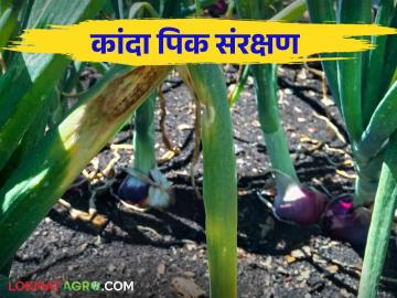 कांदा पिकात कीड रोग येऊ नये म्हणून हे टॉप दहा उपाय वाचा सविस्तर - Marathi News | top ten remedies to prevent pest and diseases in onion crop read in detail | Latest News at Lokmat.com