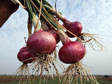 सोलापूरच्या मानेंनी कांद्याला दोन हजारापेक्षाही जास्त भाव कसा मिळवला? - Marathi News | How Solapur farmer get maximum rate for his onion | Latest News at Lokmat.com