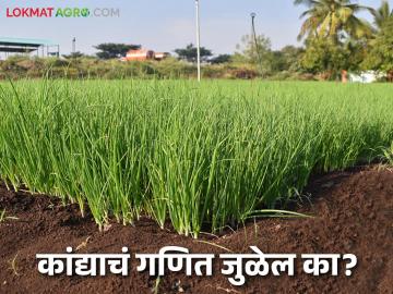 Kanda Lagvad : अवकाळीमुळे कांदा रोप उगवलंच नाही; लागवड क्षेत्र घटणार की वाढणार? - Marathi News | Kanda Lagvad : Onion seedlings did not grow due to bad weather; Will the cultivation area decrease or increase? | Latest News at Lokmat.com