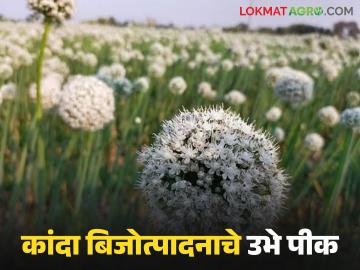 फुले उमलल्यानंतर फवारण्या करू नयेत, पीक संरक्षण कसे करावे, जाणून घ्या सविस्तर  - Marathi News | Latest news Kanda crop Seed Do not spray after flowers bloom, know in detail how to protect crops | Latest News at Lokmat.com