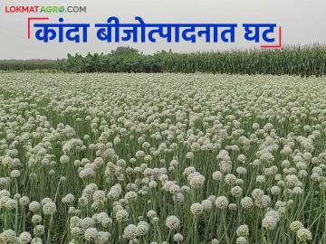 Onion Seed Production: कांदा बीजोत्पादनात घट; काय आहे कारण जाणून घ्या सविस्तर - Marathi News | latest news Onion Seed Production: Decrease in onion seed production; Know the reason in detail | Latest News at Lokmat.com Onion Seed Production: कांदा बीजोत्पादनात घट; काय आहे कारण जाणून घ्या सविस्तर - Marathi News | latest news Onion Seed Production: Decrease in onion seed production; Know the reason in detail | Latest News at Lokmat.com