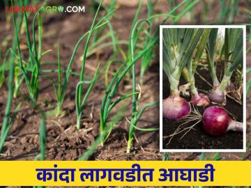 Kharif Kanda : खरिप कांदा लागवडीत हा जिल्हा राज्यात आघाडीवर - Marathi News | Kharif Kanda: This district is ahead in the state in Kharif onion cultivation | Latest News at Lokmat.com