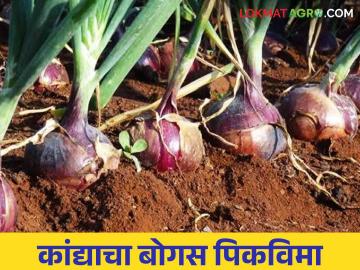 Kanda Pik Vima : कांदा लागवड न करताच हा जिल्हा प्रमुख आठ जिल्ह्यांत सर्वात आघाडीवर - Marathi News | Kanda Pik Vima : This district head is the most prominent among the eight districts without onion cultivation | Latest News at Lokmat.com