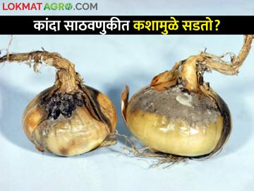 कांदा सावठवणूकीतील रोगांचे व्यवस्थापन कसे कराल? - Marathi News | How to manage onion storage diseases? | Latest News at Lokmat.com