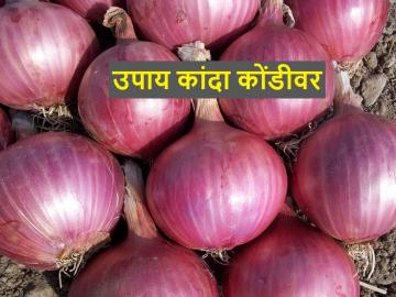 कांदा बाजारभावाची कोंडी फोडण्याचे सहा उपाय; जाणून घ्या - Marathi News | Six solutions to break the dilemma of onion market prices; find out | Latest News at Lokmat.com