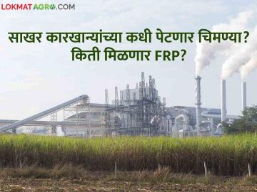 Sugarcane factories : यंदा कारखाने देणार का FRP पेक्षा जास्त भाव? जाणून घ्या सविस्तर - Marathi News | Sugarcane factories sugar production crussing season farmer frp rate rrc action | Latest agriculture News at Lokmat.com Sugarcane factories : यंदा कारखाने देणार का FRP पेक्षा जास्त भाव? जाणून घ्या सविस्तर - Marathi News | Sugarcane factories sugar production crussing season farmer frp rate rrc action | Latest agriculture News at Lokmat.com