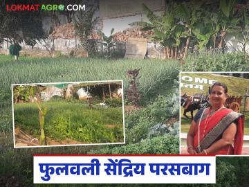 अर्ध्या गुंठ्यांत फुलवली सेंद्रिय परसबाग, सर्व प्रकारचा भाजीपाला एकाच छताखाली, कशी केली किमया - Marathi News | Latest News organic parasbag An organic garden flourished in plot, all kinds of vegetables | Latest News at Lokmat.com