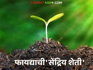 समृद्ध आरोग्याची मिळेल शाश्वती; सेंद्रिय शेतीच्या फायद्याची बात न्यारी - Marathi News | Prosperous health will be guaranteed; The benefits of organThe assurance of prosperous health; the unique benefits of organic farming | Latest News at Lokmat.com