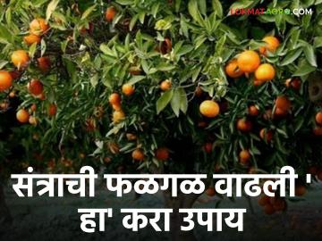 Orange Crop Management : संत्रा फळ बागेचे कसे व्यवस्थापन करावे? जाणून घ्या सविस्तर - Marathi News | Management of orange orchards | Latest News at Lokmat.com